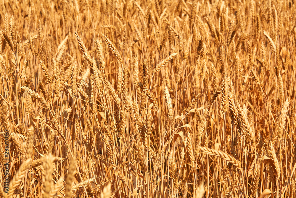 Wheat field. Ears of golden wheat close up. Beautiful Nature Sunset Landscape. Rural Scenery under Shining Sunlight. Background of ripening ears of meadow wheat field. Wheat field. Ears of golden wheat close up. Beautiful Nature Sunset Landscape. Rural Scenery under Shining Sunlight. Background of ripening ears of meadow wheat field.