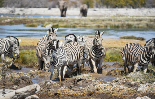 Zebras in der Savanne vom Etosha Nationalpark 