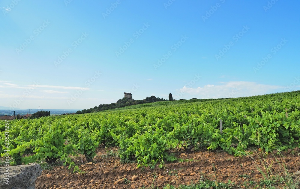Châteauneuf-du-Pape – französische Gemeinde im Département Vaucluse in der Region Provence-Alpes-Côte d’Azur mit Ruine der ehemaligen päpstlichen Sommerresidenz 
