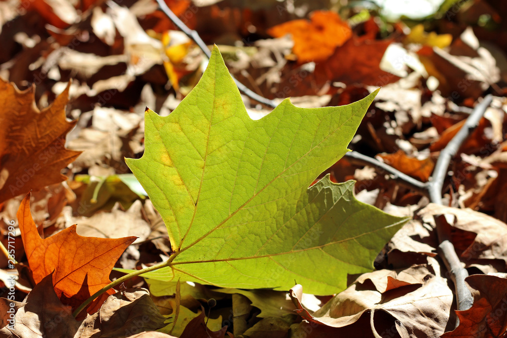 Plane tree platanus dry yellow brown green leaves autumn fall october Plane tree platanus dry yellow brown green leaves autumn fall october