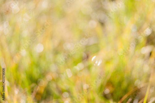Blurry wet grass in sunshine background photo