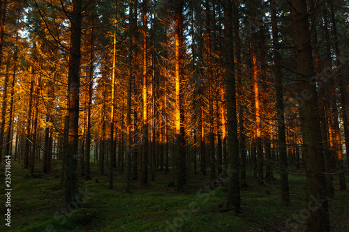 Sunset light at coniferous forest