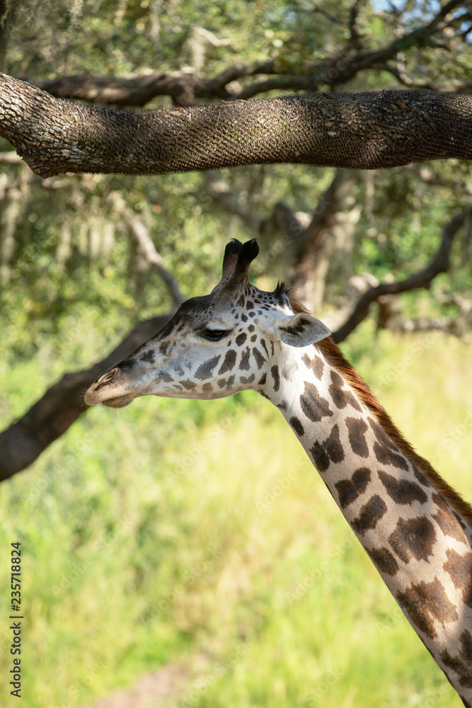 giraffe in zoo