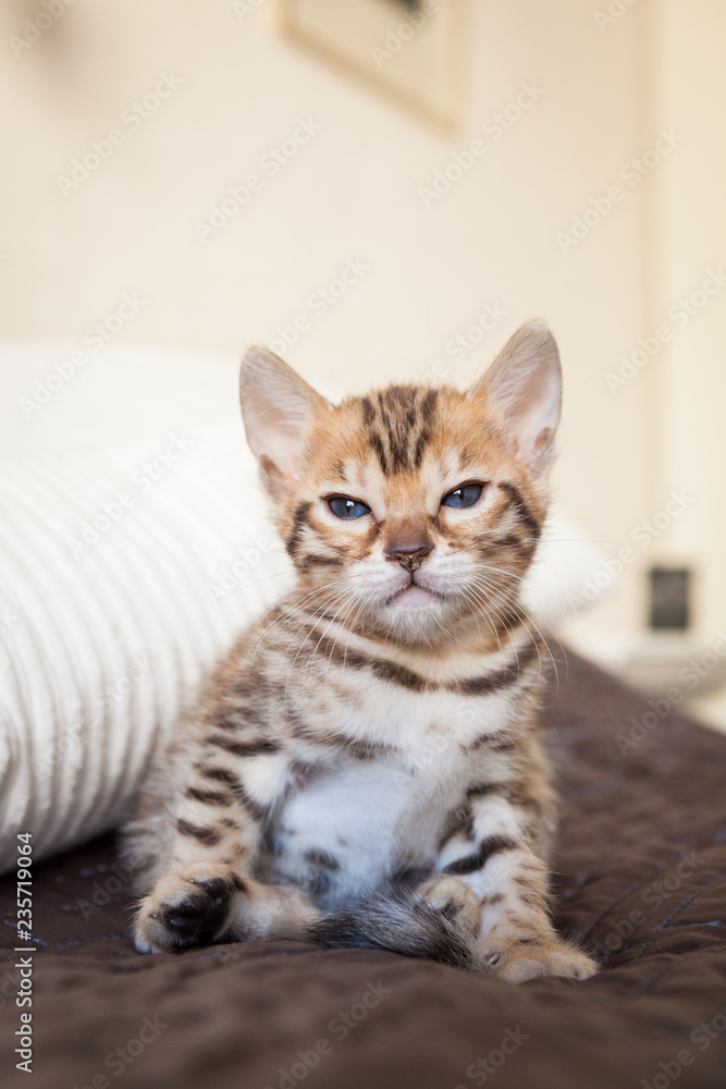 Cute bengal kitten at home Cute bengal kitten at home