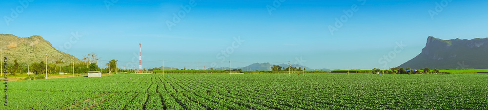 Panorama view of chinese kale field in Kanchanaburi,Thailand