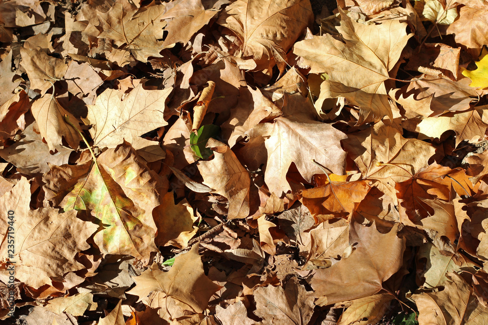 Plane tree platanus dry yellow brown green leaves autumn fall october