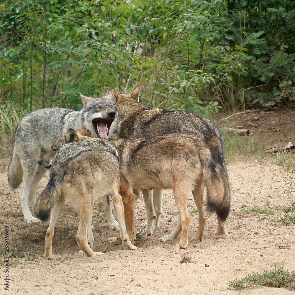 Fototapeta premium ein Rudel Wölfe