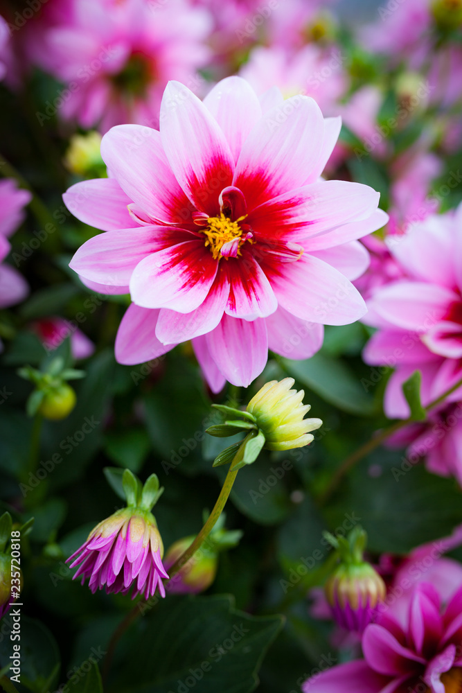 Beautiful pink flower bush blooming Beautiful pink flower bush blooming