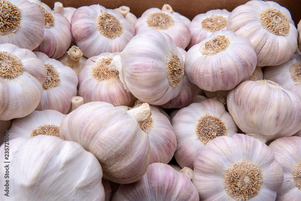 Fresh Garlic group background.Ripe organic Allium.Garlic leek in market.Organic Allium,Top view,flay lay on the shelf in gourmet market. Fresh Garlic group background.Ripe organic Allium.Garlic leek in market.Organic Allium,Top view,flay lay on the shelf in gourmet market.