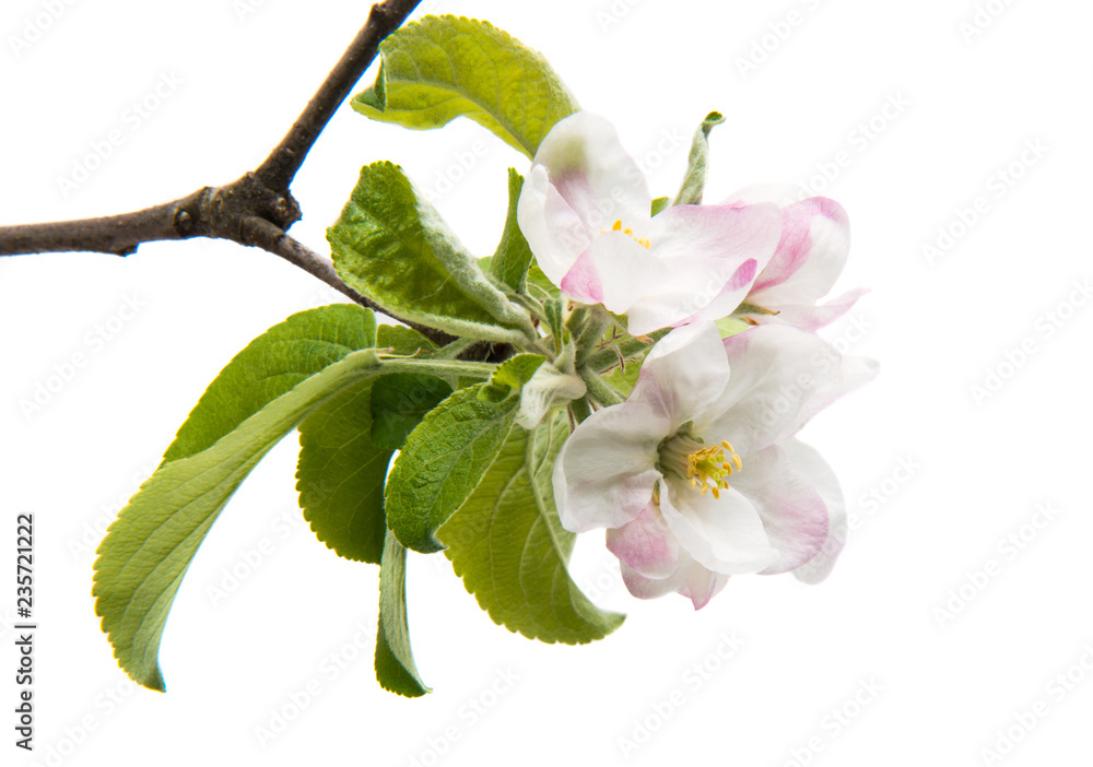 apple flower apple flower