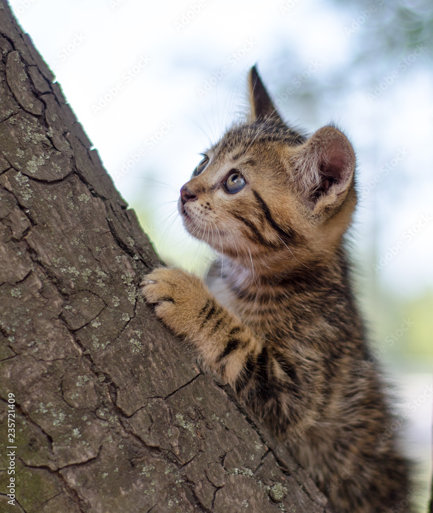 Naklejka premium kitten color tabby climbing a tree