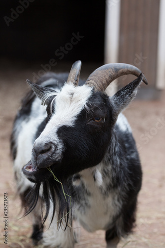 Goat eating outdoors at farm