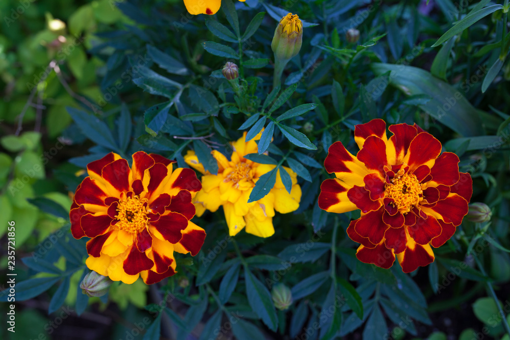 Marigold blooming outdoors close view Marigold blooming outdoors close view