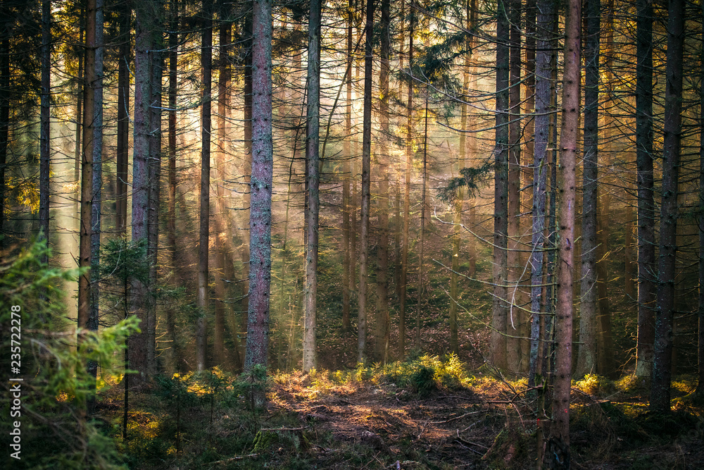 Fototapeta premium Sunbeams in forest morning