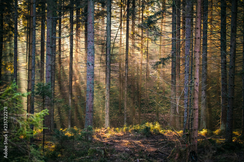 Sunbeams in forest morning
