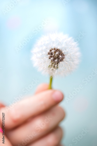 Fototapeta Naklejka Na Ścianę i Meble -  dandelion in the girl's hand