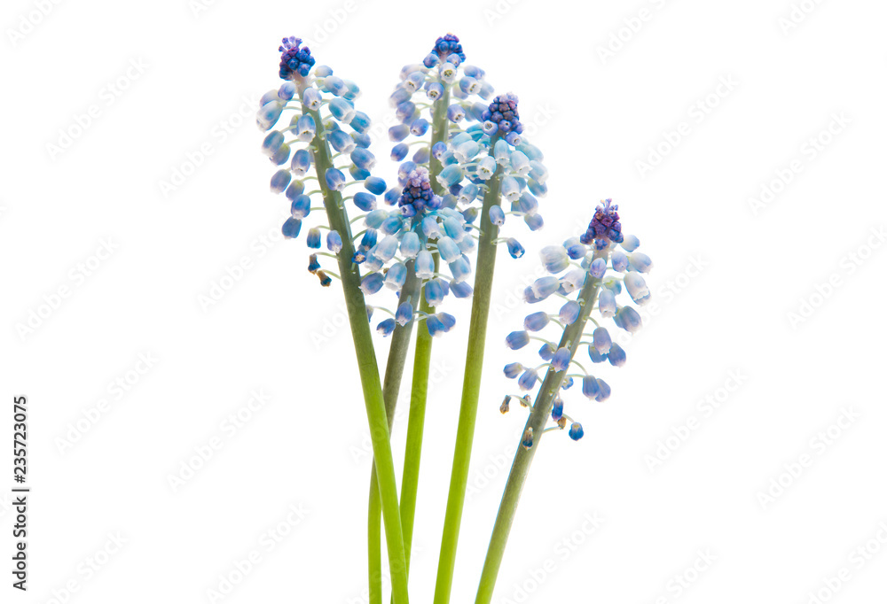 Obraz premium muscari isolated