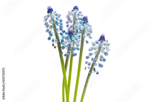 muscari isolated