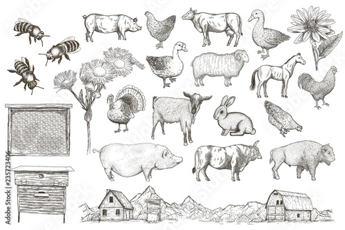 Collection of farm animals. Vector eps10 isolated illustrations.