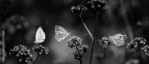 motyle-na-kwiatach