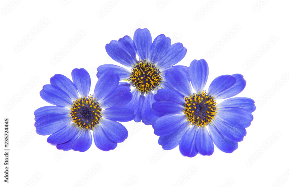 blue cineraria isolated