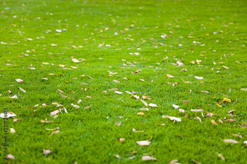 Green grass background with...