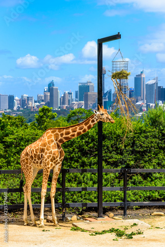 Giraffe eating from tree branch and Sydney CBD skyscrapers in the background, Australia.