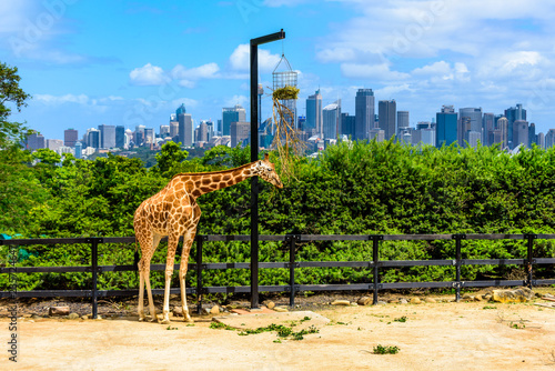 Giraffe eating from tree branch and Sydney CBD skyscrapers in the background, Australia. © Roberto