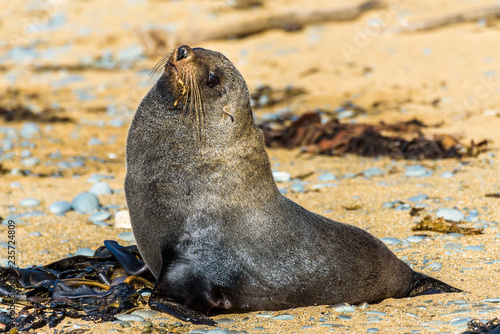 Fur seal at Bushy Beach near Oamaru, Otago region, New Zealand