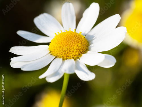 Close up shot of chamomile flower head in sunlight