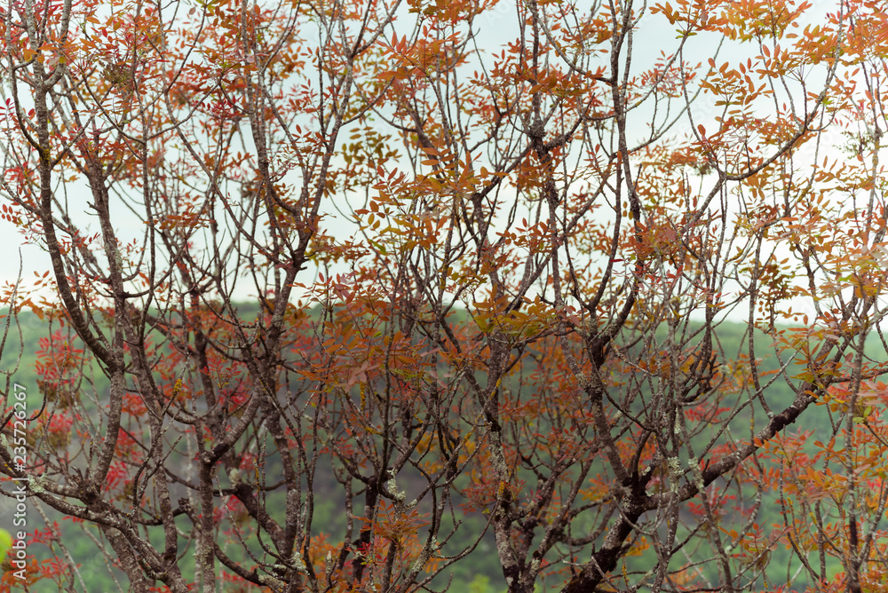 Fototapeta premium Automnal