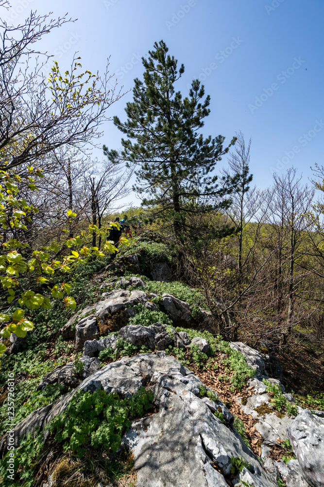 black pine on steep rocky mountains in romania. Mehedinti Mountain range is the only place in Romania where it grows on black pine on steep rocky mountains in romania. Mehedinti Mountain range is the only place in Romania where it grows on