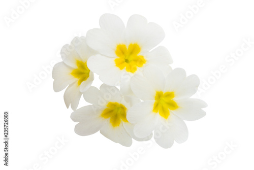 Primrose flower isolated