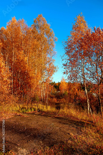 birch trees in autumn