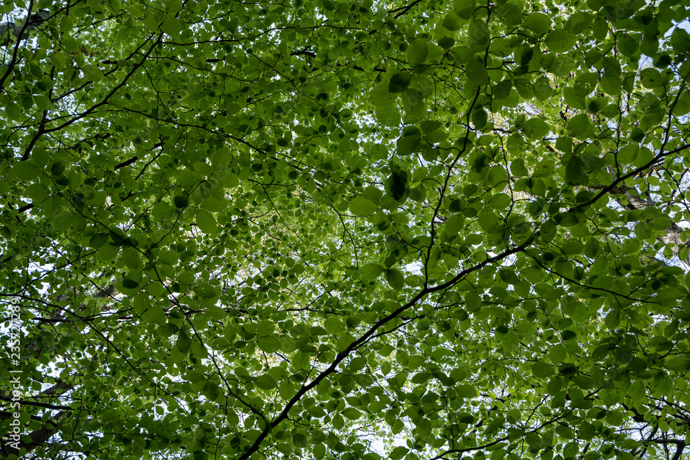 Fototapeta premium green woodland and green leaves in Cernei Mountains, Romania