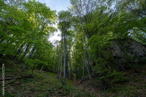 green woodland and green leaves in Cernei Mountains  Romania