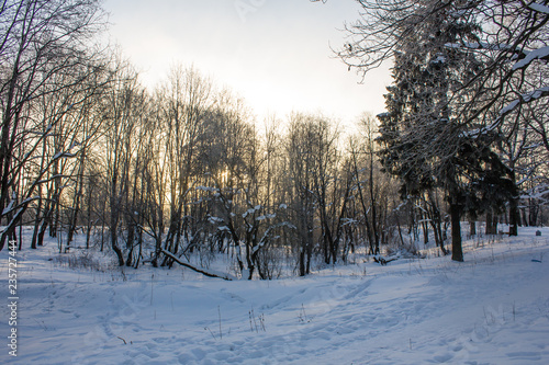 Winter landscape in clear weather. Frosty daylight at sunset © alenka2194