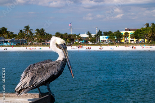 Tableau sur toile Wild Pelican close up and view of the Fort Myers beach at Estero Island in sunny