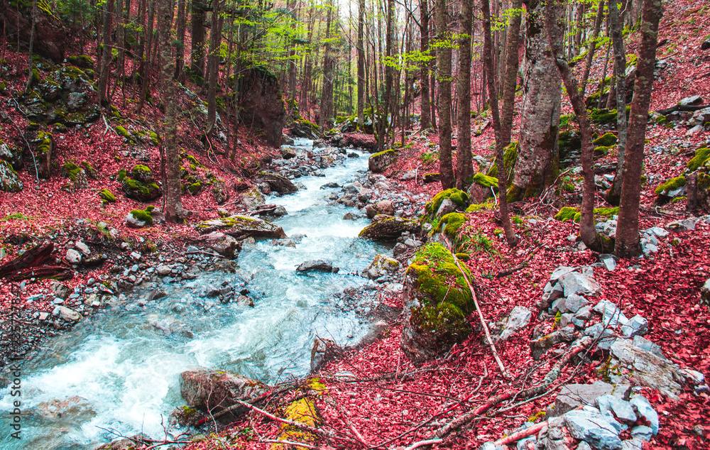 Autumn in the Pollino National Park. Beautiful passage of a river in the middle of the forest with fallen red leaves Autumn in the Pollino National Park. Beautiful passage of a river in the middle of the forest with fallen red leaves