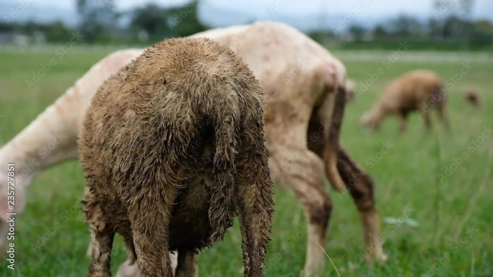 Sheep eating in green grass field at countryside farm Sheep eating in green grass field at countryside farm