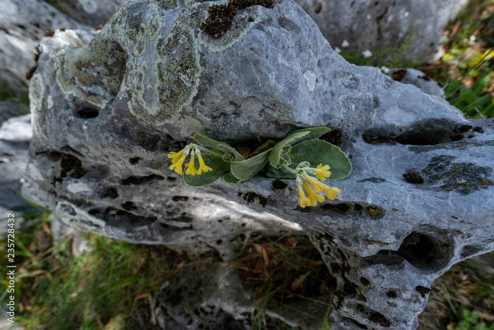 alpine flower grows out of a whole in a rock in Mehedinti Mountain Range alpine flower grows out of a whole in a rock in Mehedinti Mountain Range