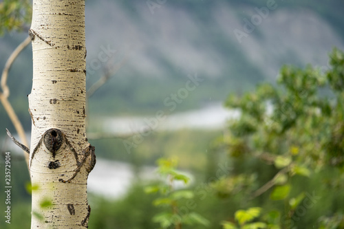 Beautiful white birch bark tree close up, useful for backgrounds. Blurred background of summer leaves