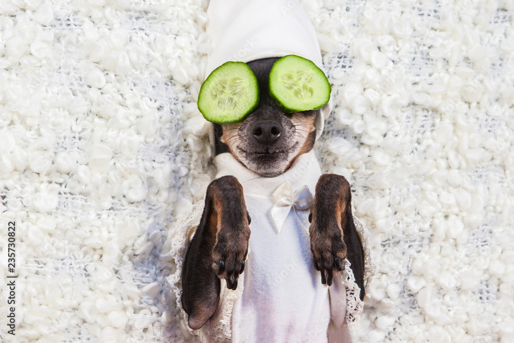A dog takes a spa. Relax. A dog with cucumbers in his eyes. Wellness