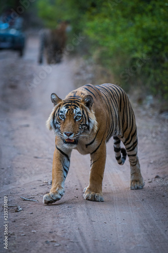 Photography Tiger cubs are with father