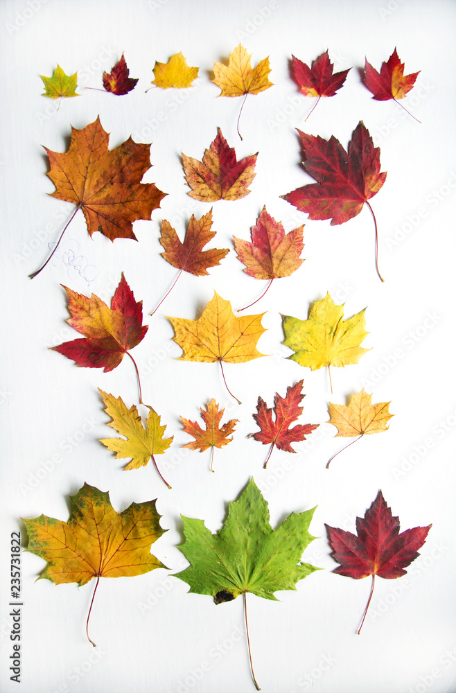 Colorfull maple tree leaf on white background Colorfull maple tree leaf on white background