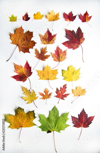 Colorfull maple tree leaf on white background