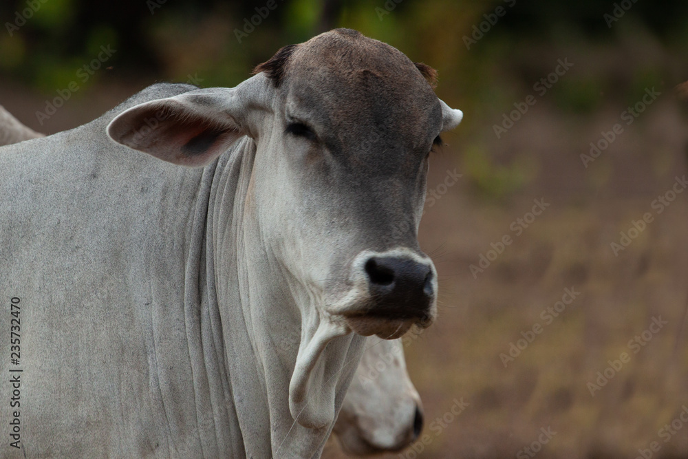 Expressive Portrait of cattle over blurred background.