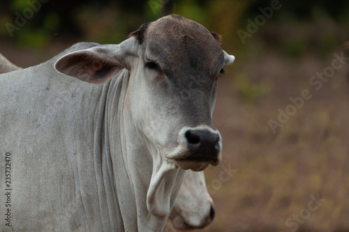 Expressive Portrait of cattle over blurred background.