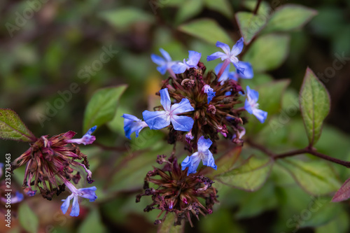 Chinese Plumbago Flowers in Bloom photo