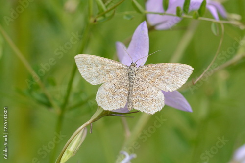 Papillon aux reflets irisés